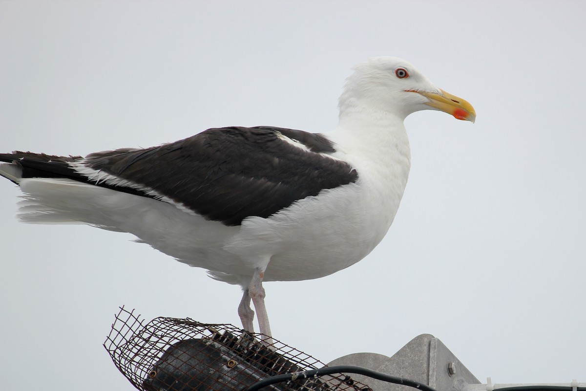 Great Black-backed Gull - ML622178928