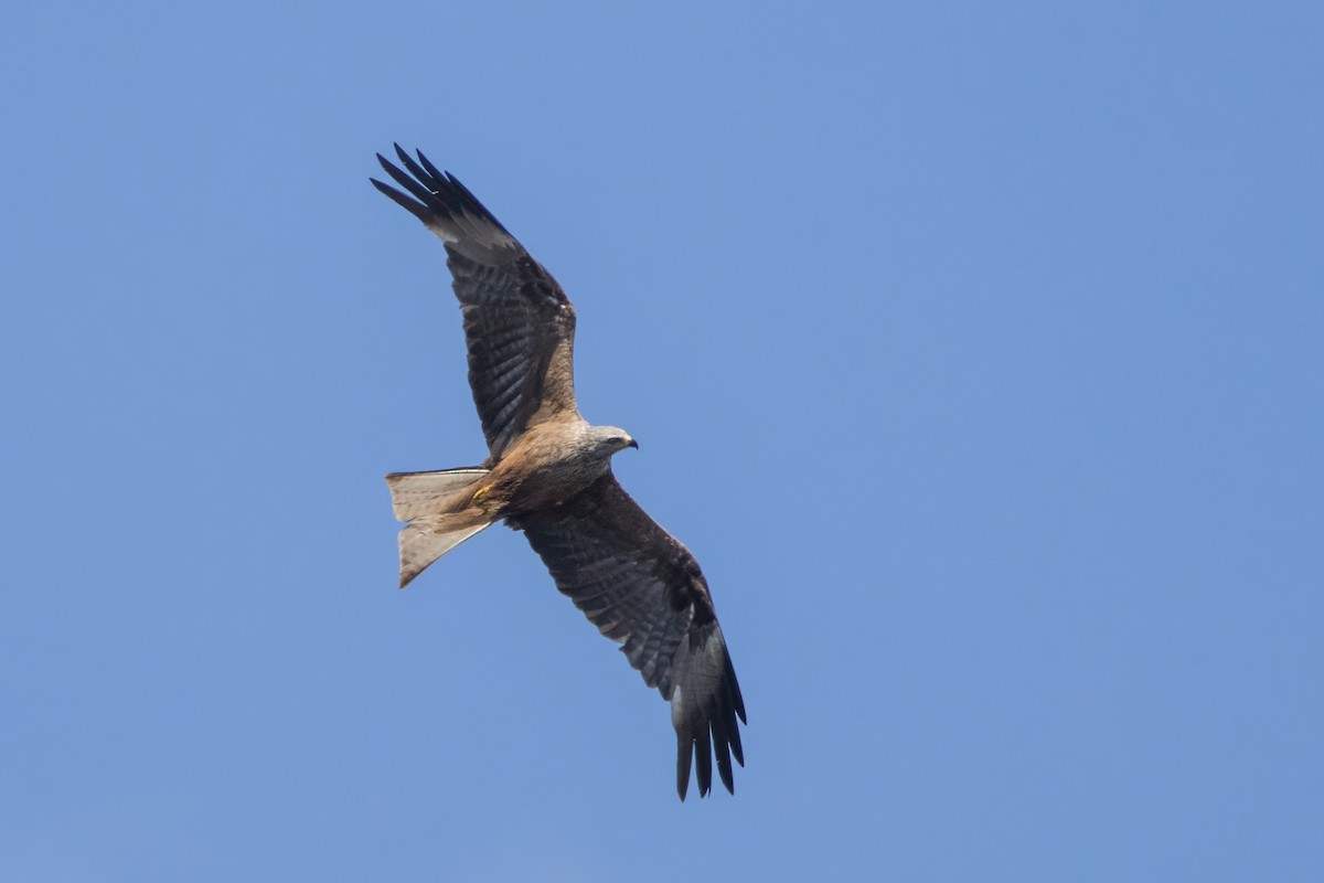 Black Kite - ML622178939