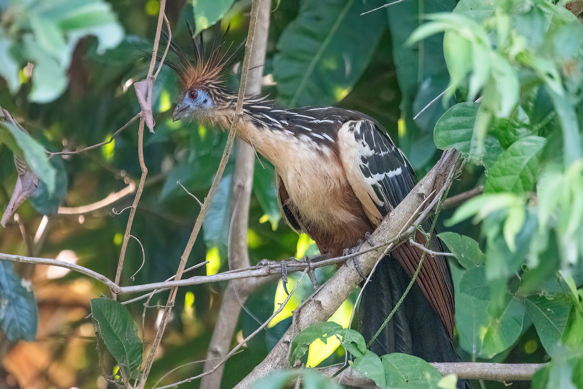 Hoatzin - ML622178998