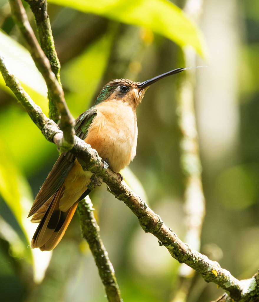 Rufous Sabrewing - ML622179006