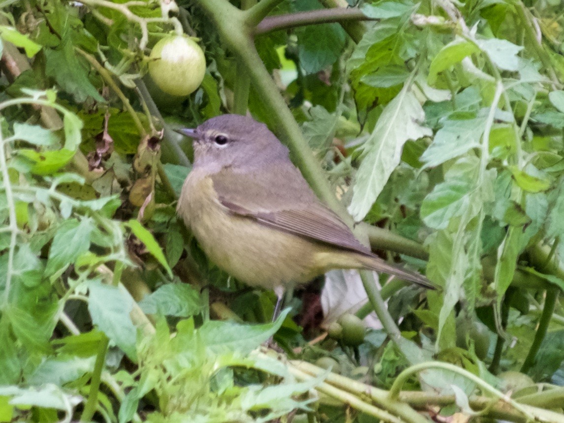 Orange-crowned Warbler - ML62217901