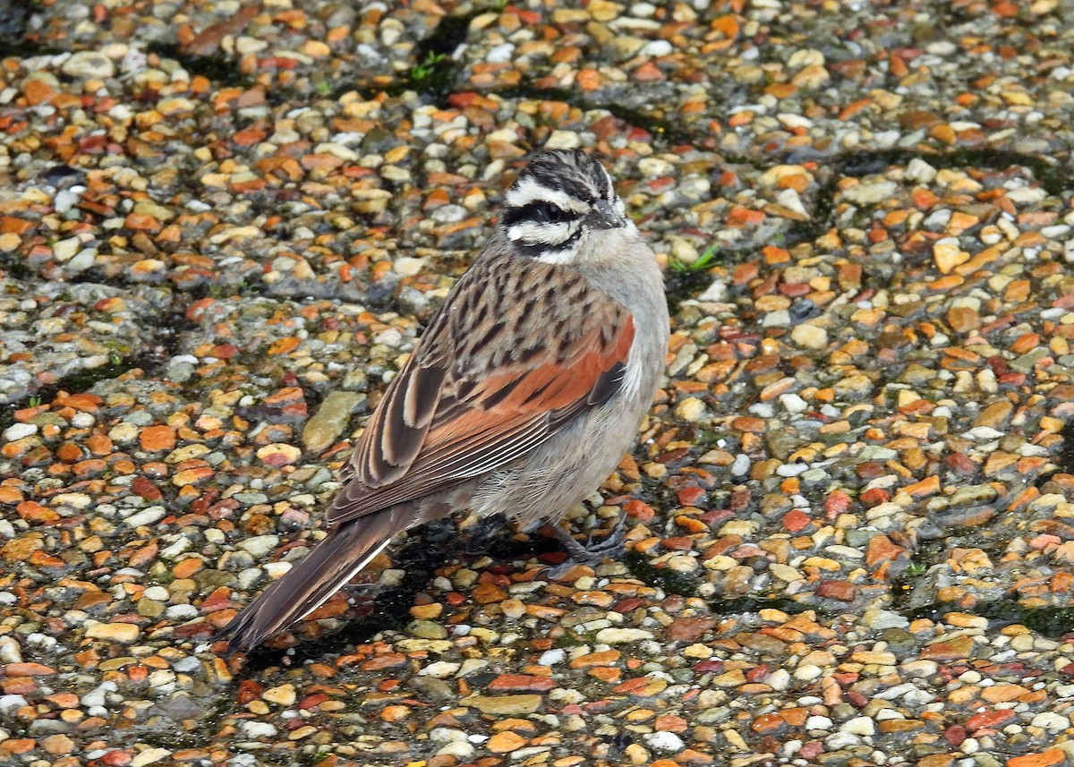 Cape Bunting - ML622179048