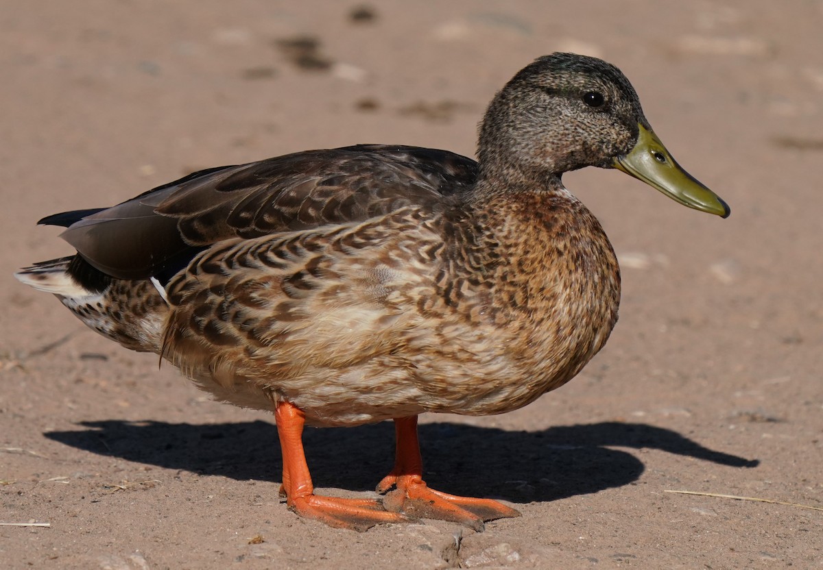 Mallard - Richard Block