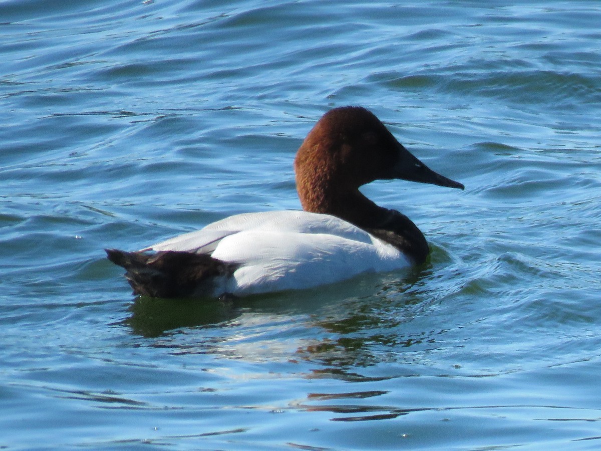 Canvasback - ML622179079