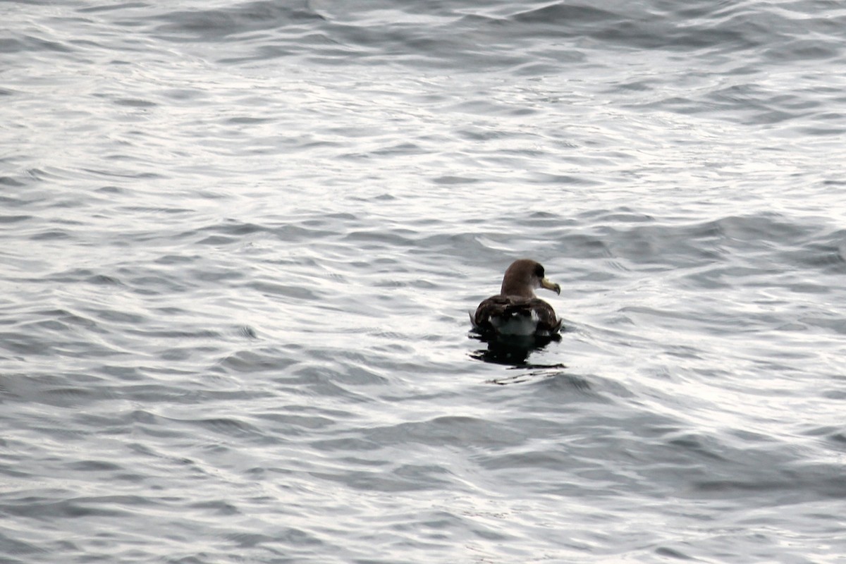 Cory's/Scopoli's Shearwater - ML622179082