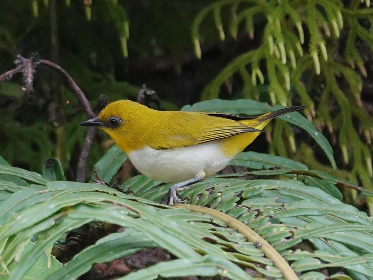 Black-fronted White-eye (Green-fronted) - ML622179086