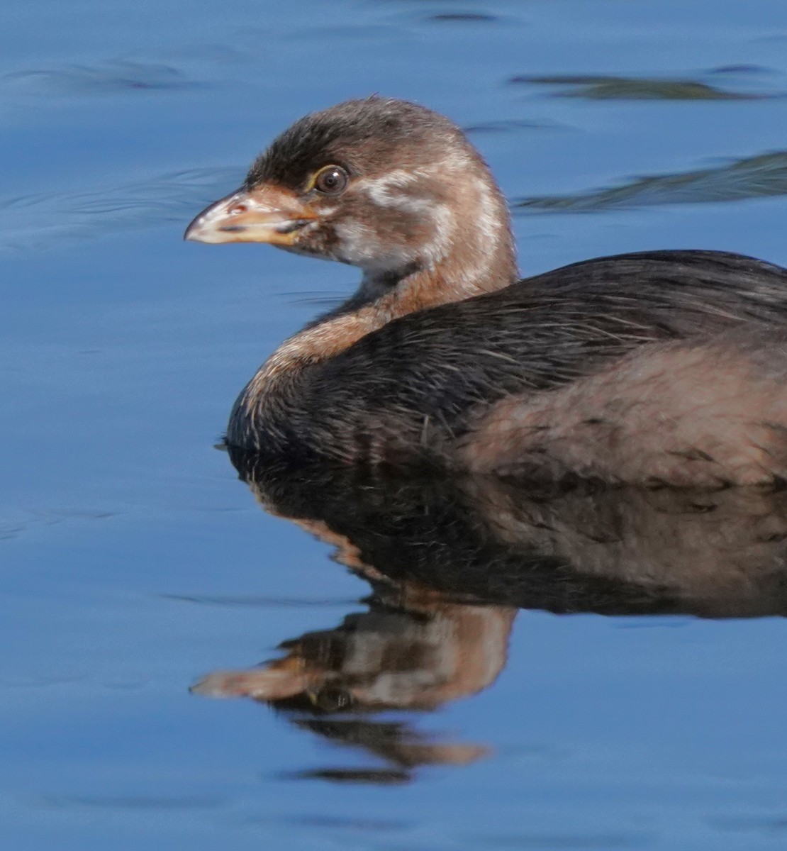 Pied-billed Grebe - ML622179090