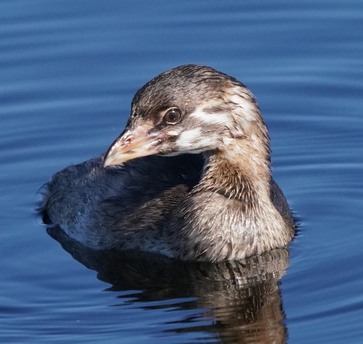 Pied-billed Grebe - ML622179091