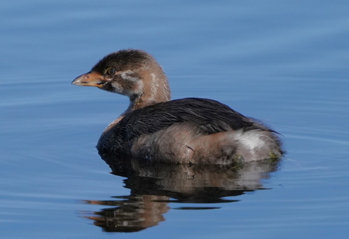 Pied-billed Grebe - ML622179092