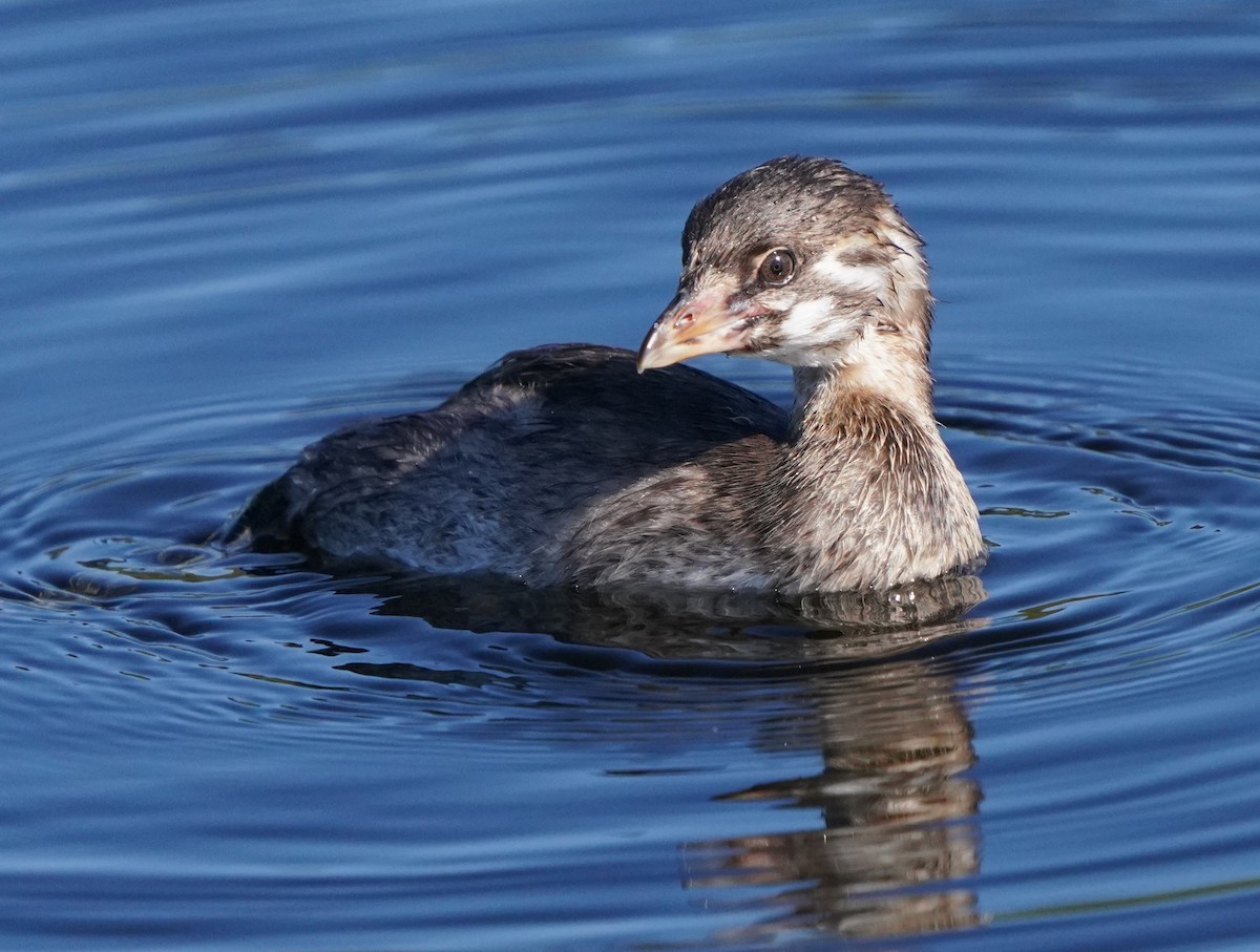 Pied-billed Grebe - Richard Block