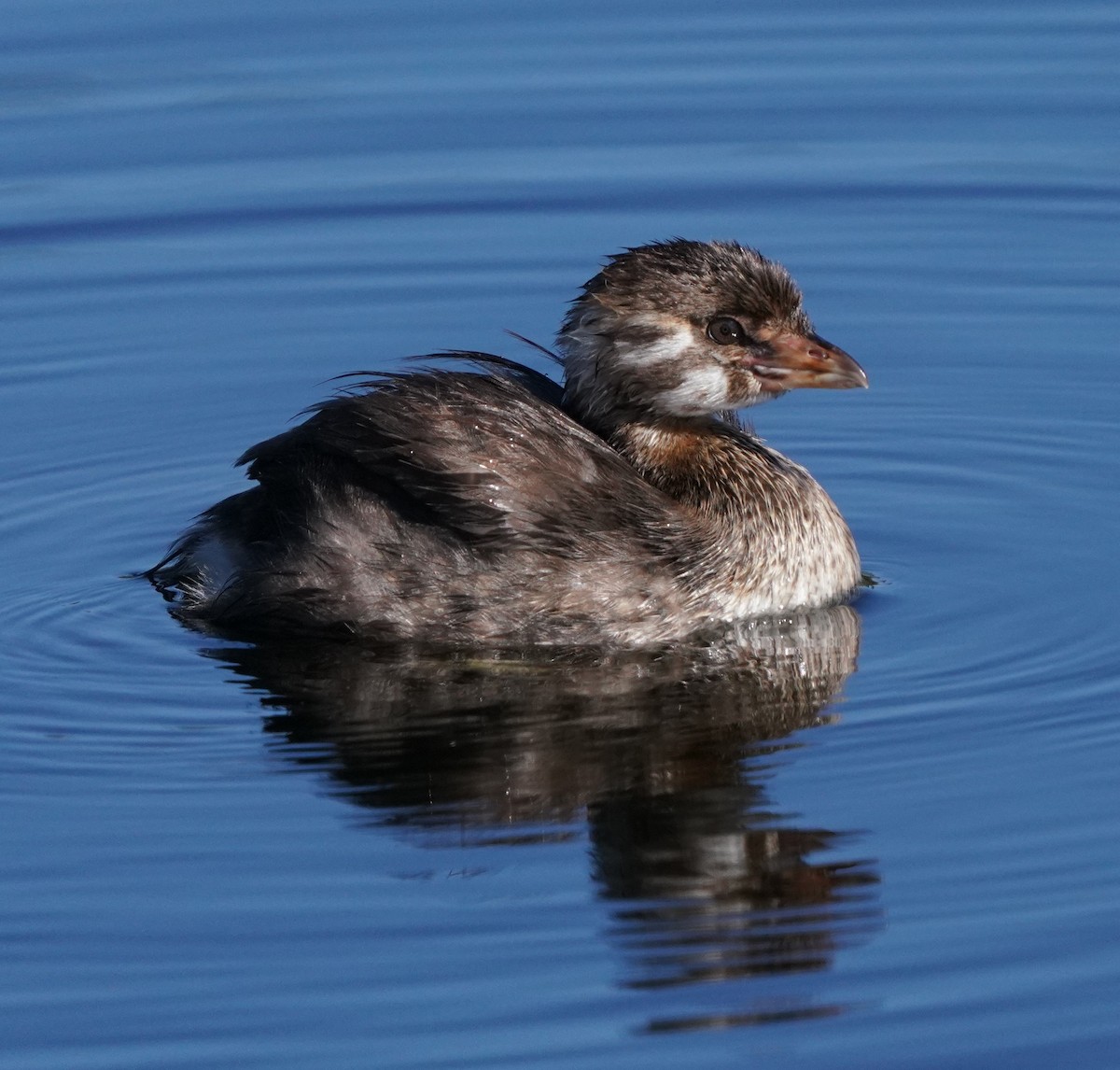 Pied-billed Grebe - ML622179094