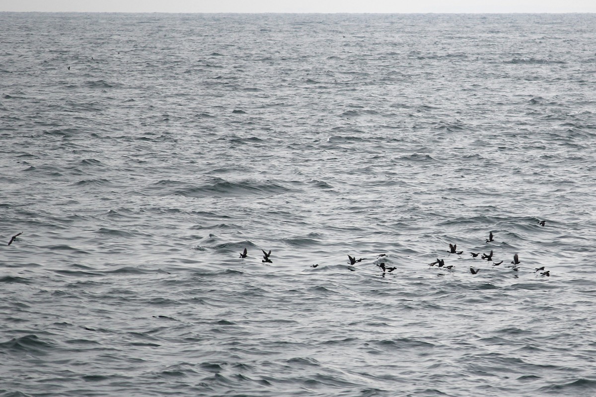 Wilson's Storm-Petrel - ML622179099