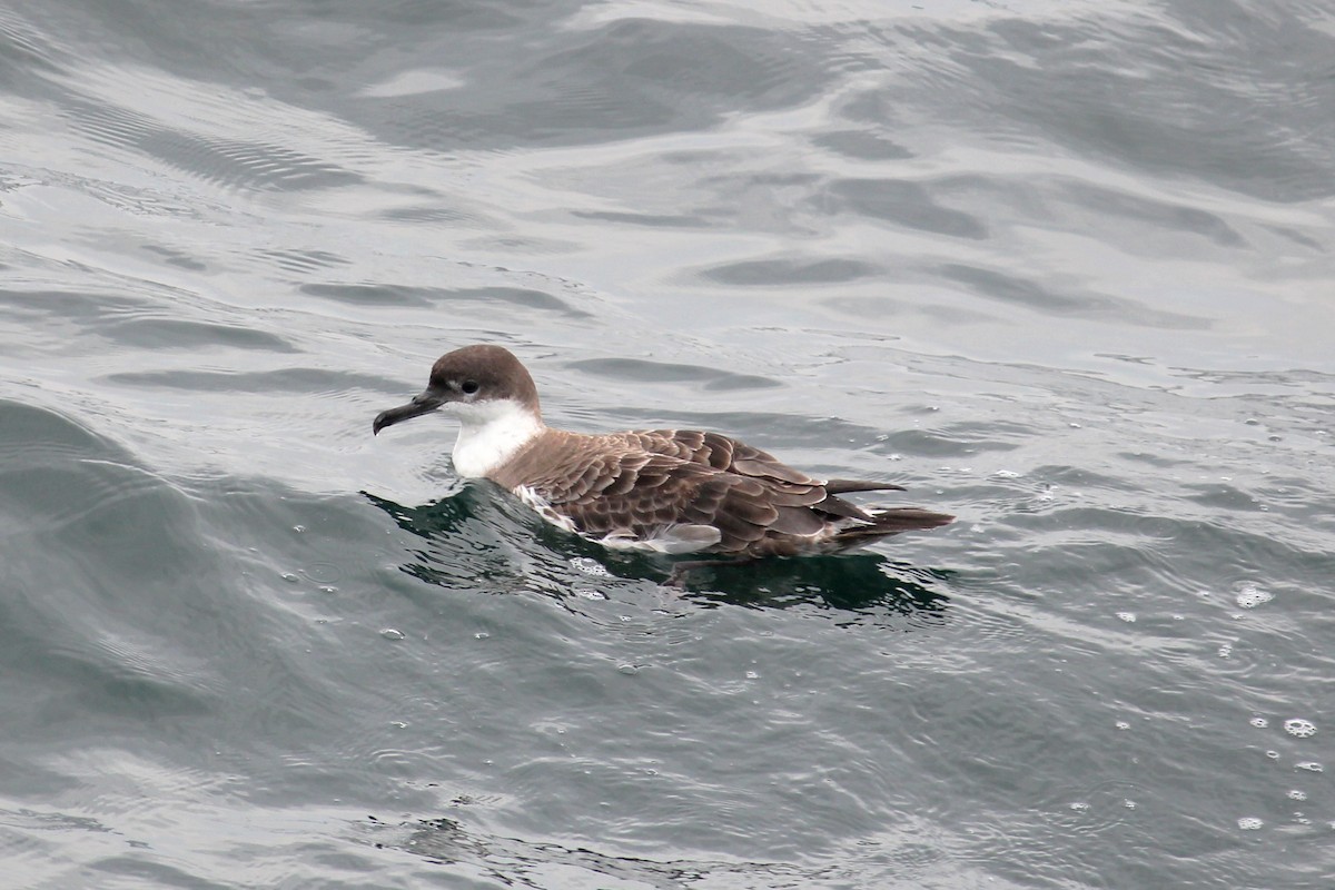 Great Shearwater - ML622179105