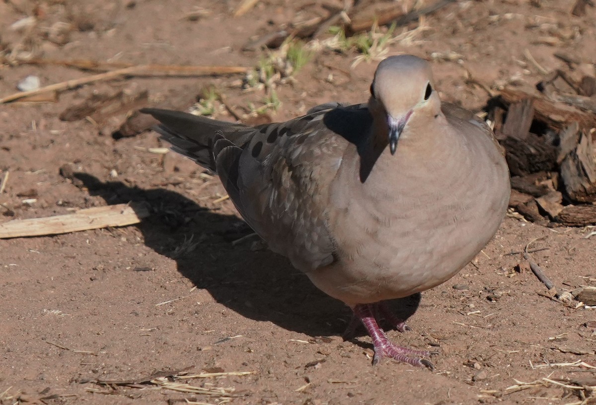 Mourning Dove - ML622179106