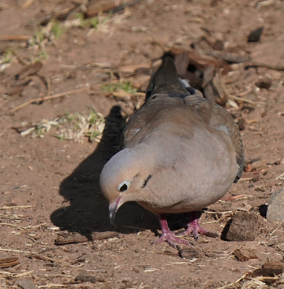 Mourning Dove - ML622179107