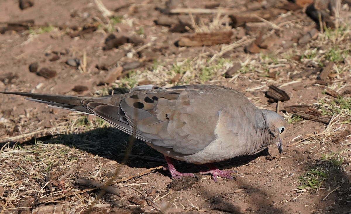 Mourning Dove - ML622179108