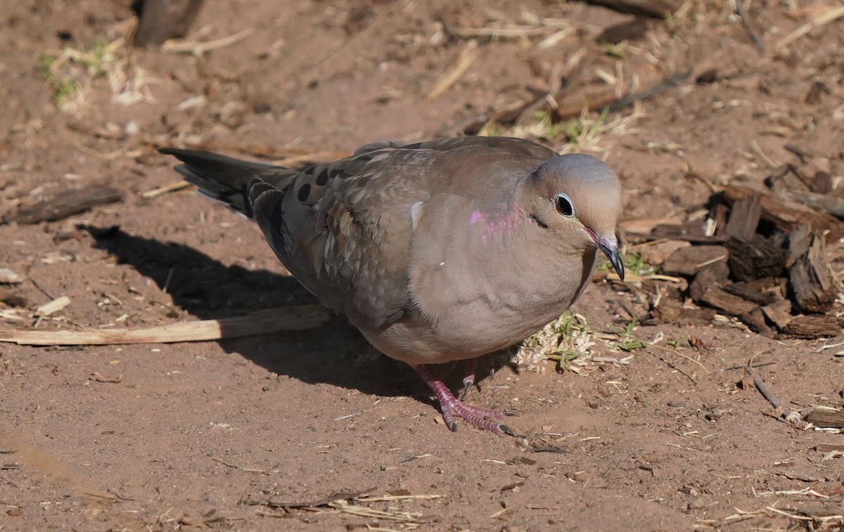 Mourning Dove - ML622179109