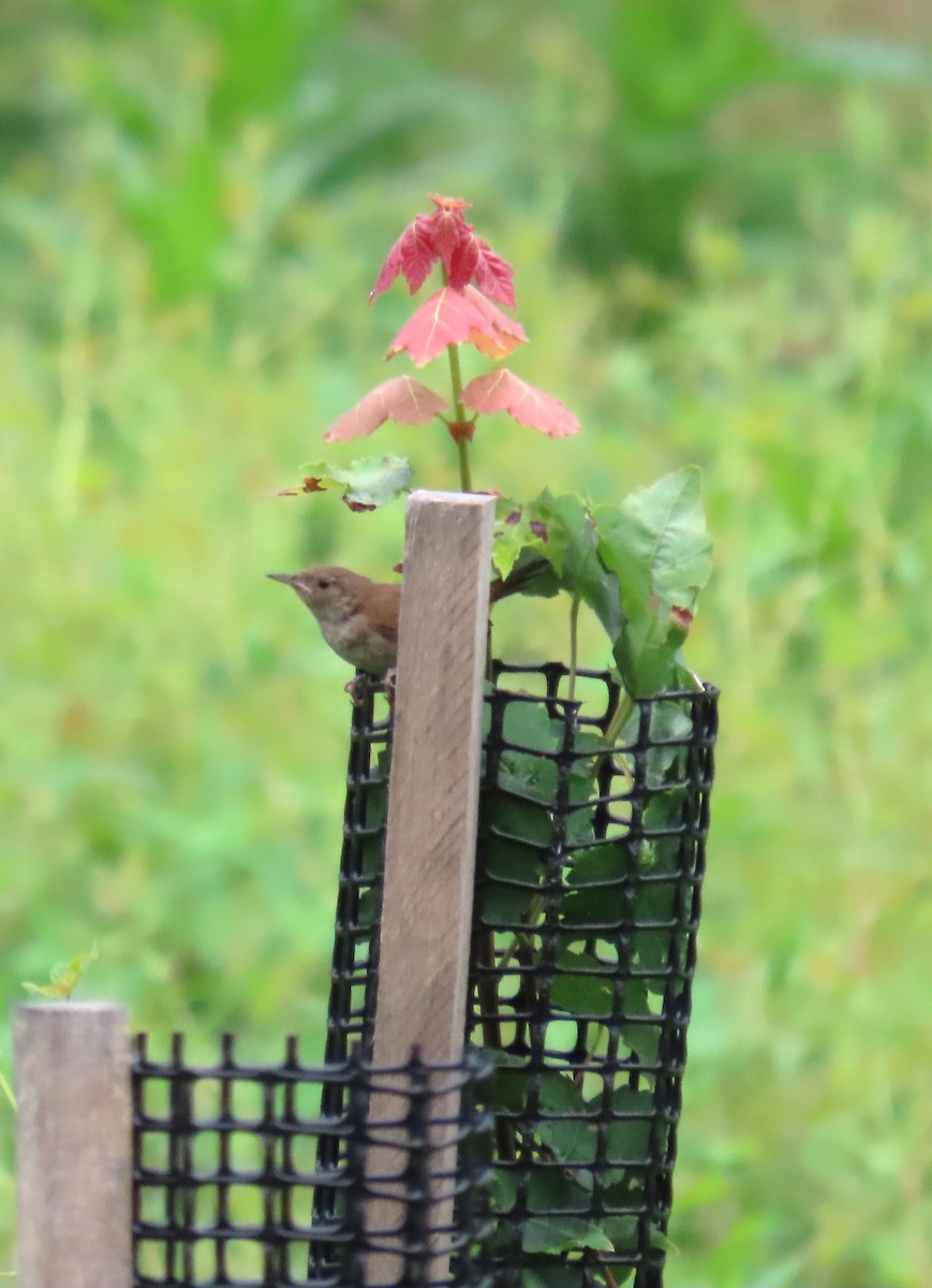 Carolina Wren - ML622179111