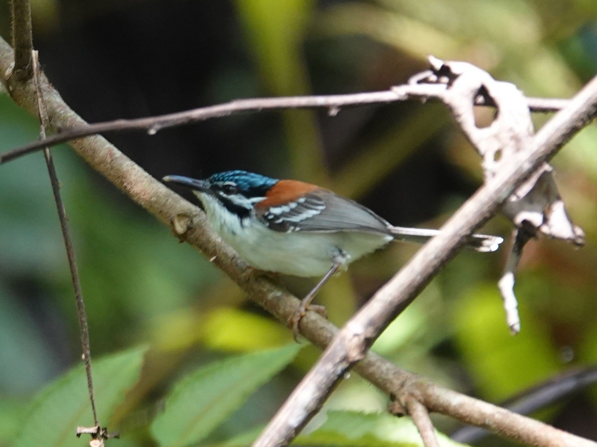 Wallace's Fairywren - ML622179133