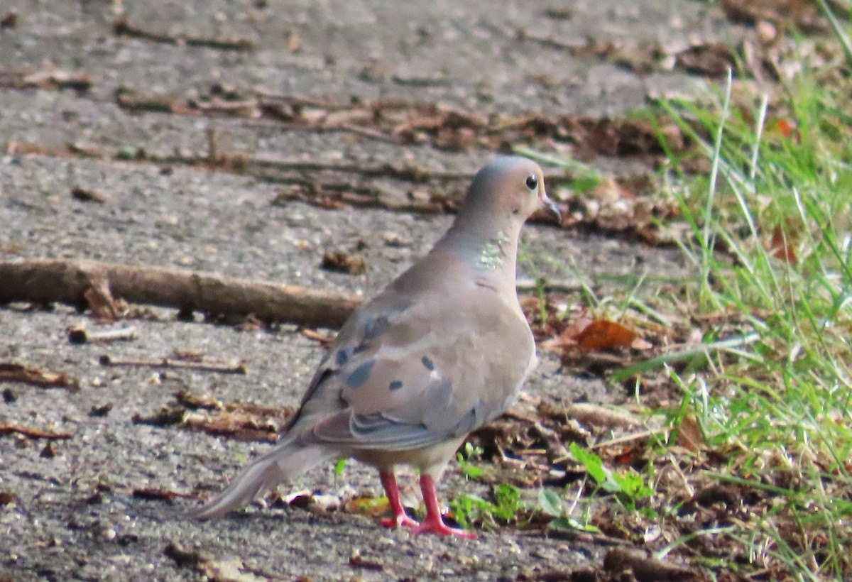 Mourning Dove - ML622179184