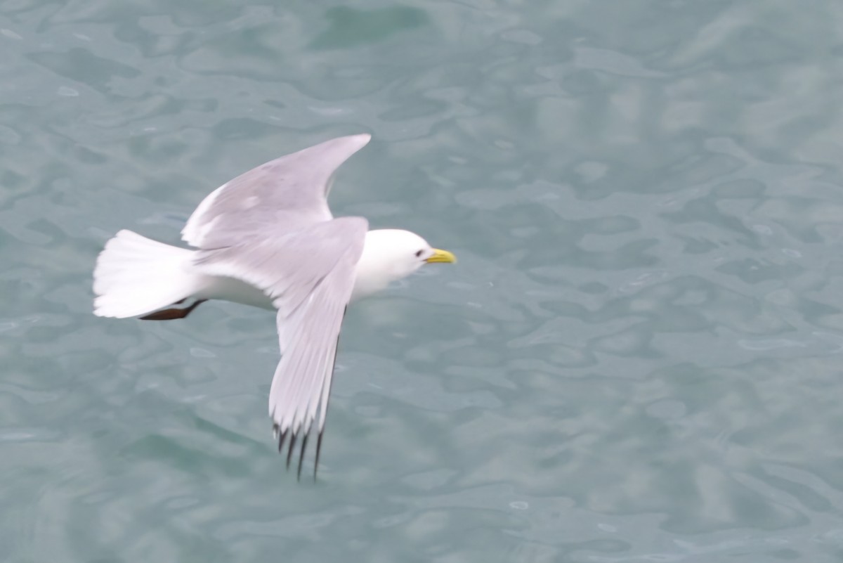 Black-legged Kittiwake - David Funke