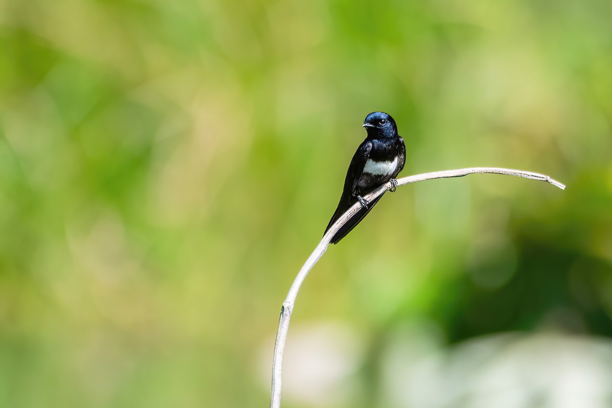 White-banded Swallow - Raphael Kurz -  Aves do Sul