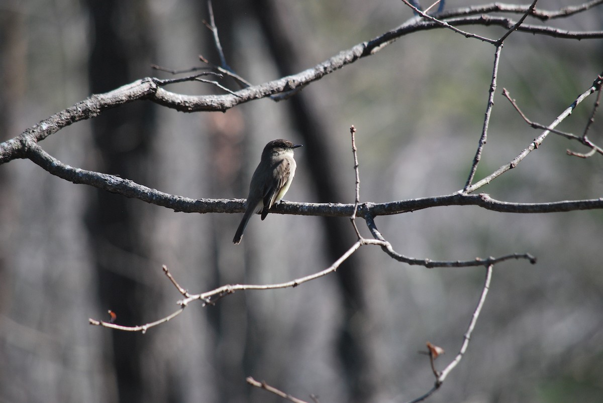 Eastern Phoebe - ML622179284