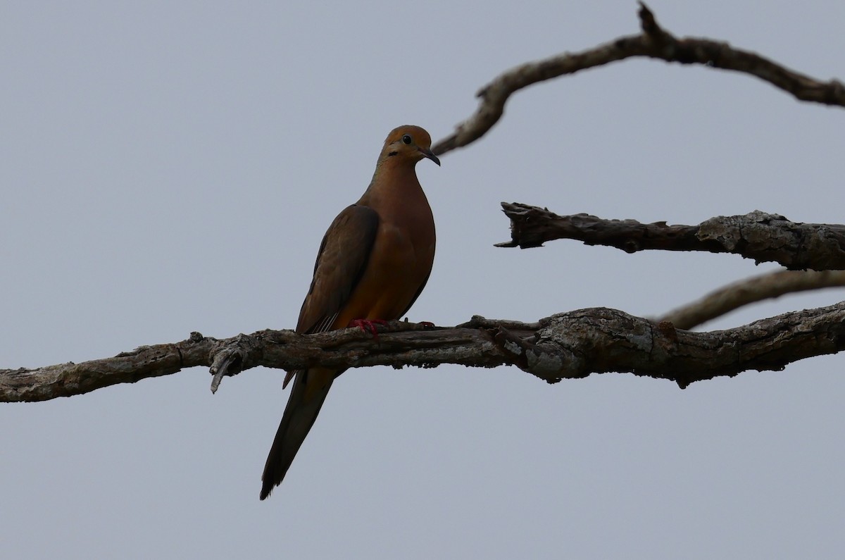 Mourning Dove - ML622179297