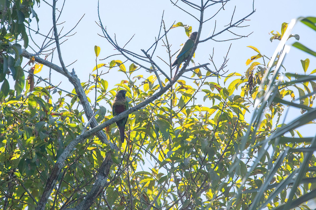 Santarem Parakeet (Madeira) - ML622179315