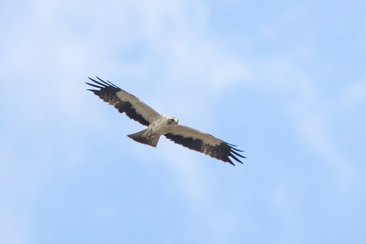 Booted Eagle - José Nunes