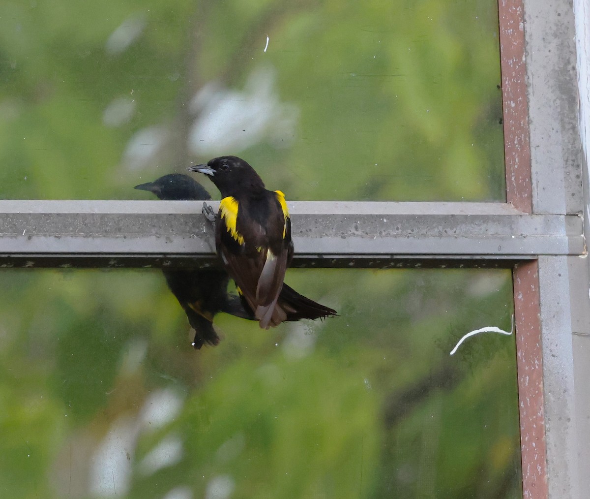 Cuban Oriole - ML622179412