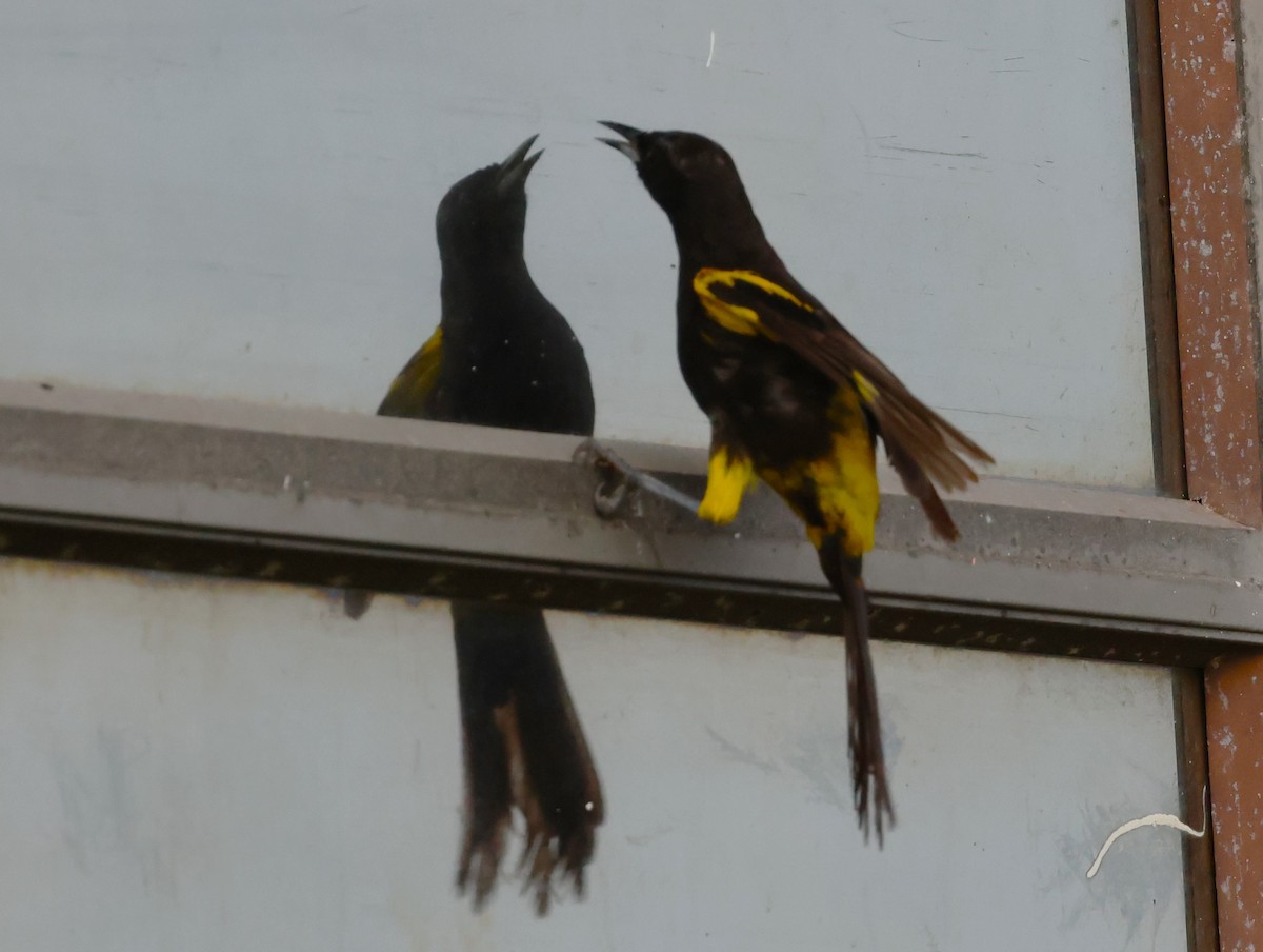 Cuban Oriole - Tammy Elizabeth