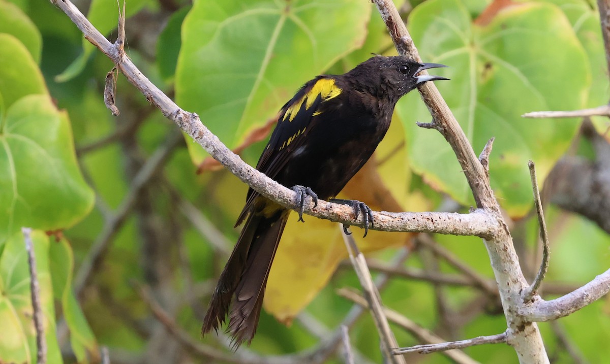 Cuban Oriole - ML622179414