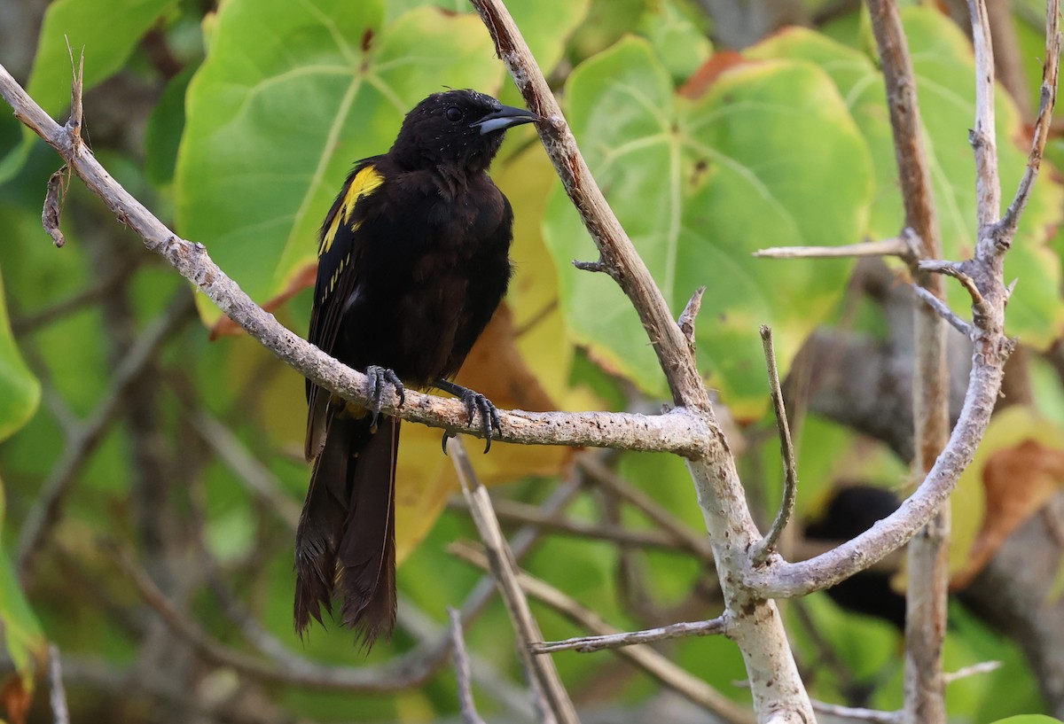 Cuban Oriole - ML622179415