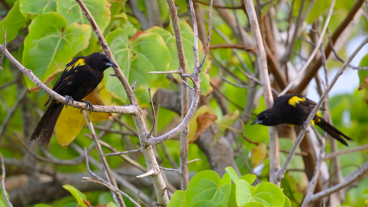 Cuban Oriole - ML622179416