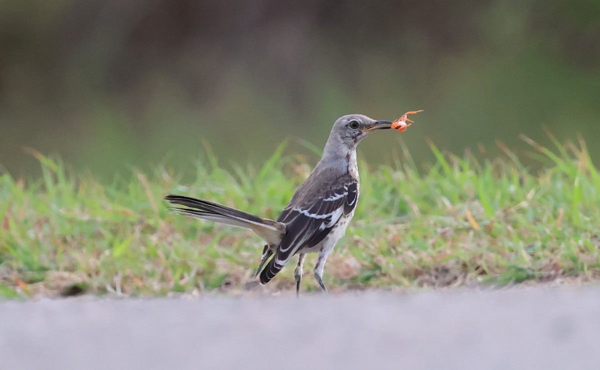 Northern Mockingbird - ML622179423