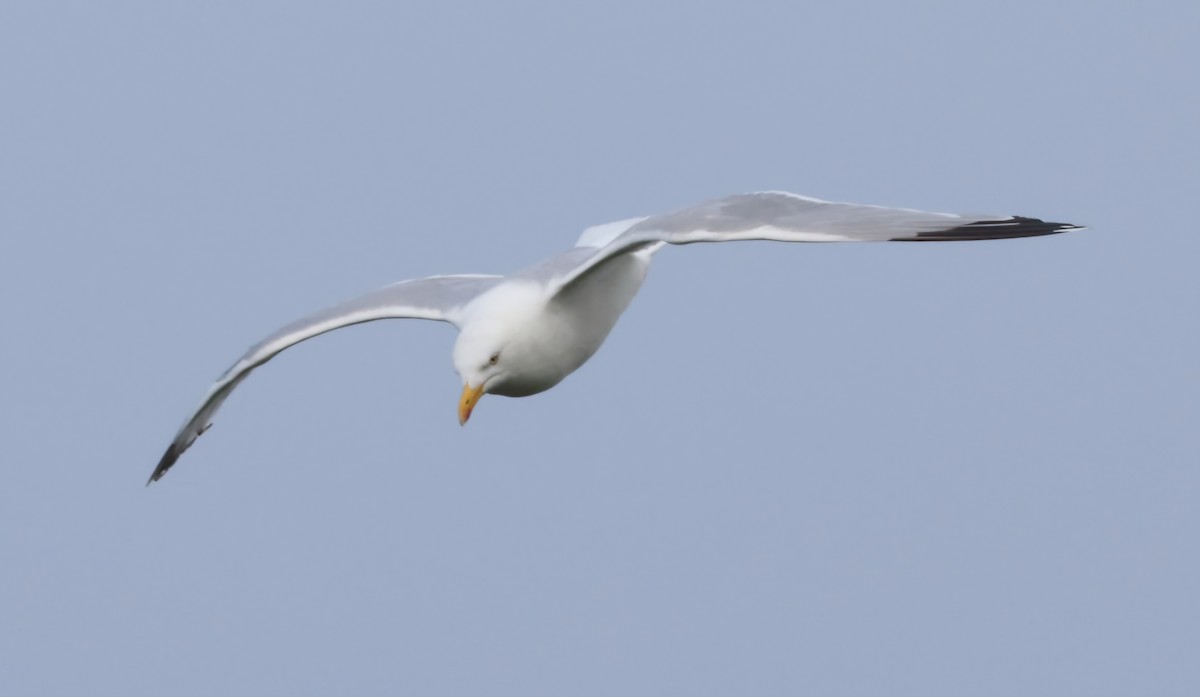 Kuzey Gümüş Martısı (argentatus/argenteus) - ML622179426