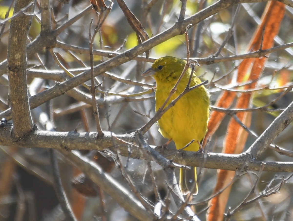 Greenish Yellow-Finch - Kenta Togo