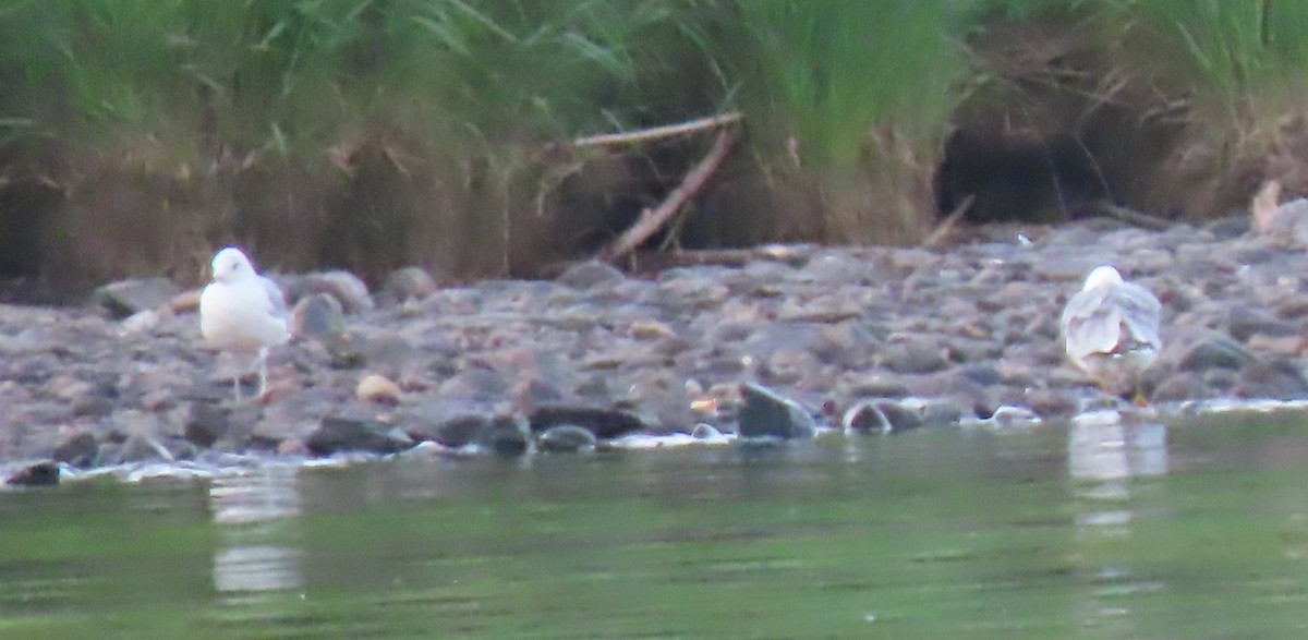 Bonaparte's Gull - ML622179463