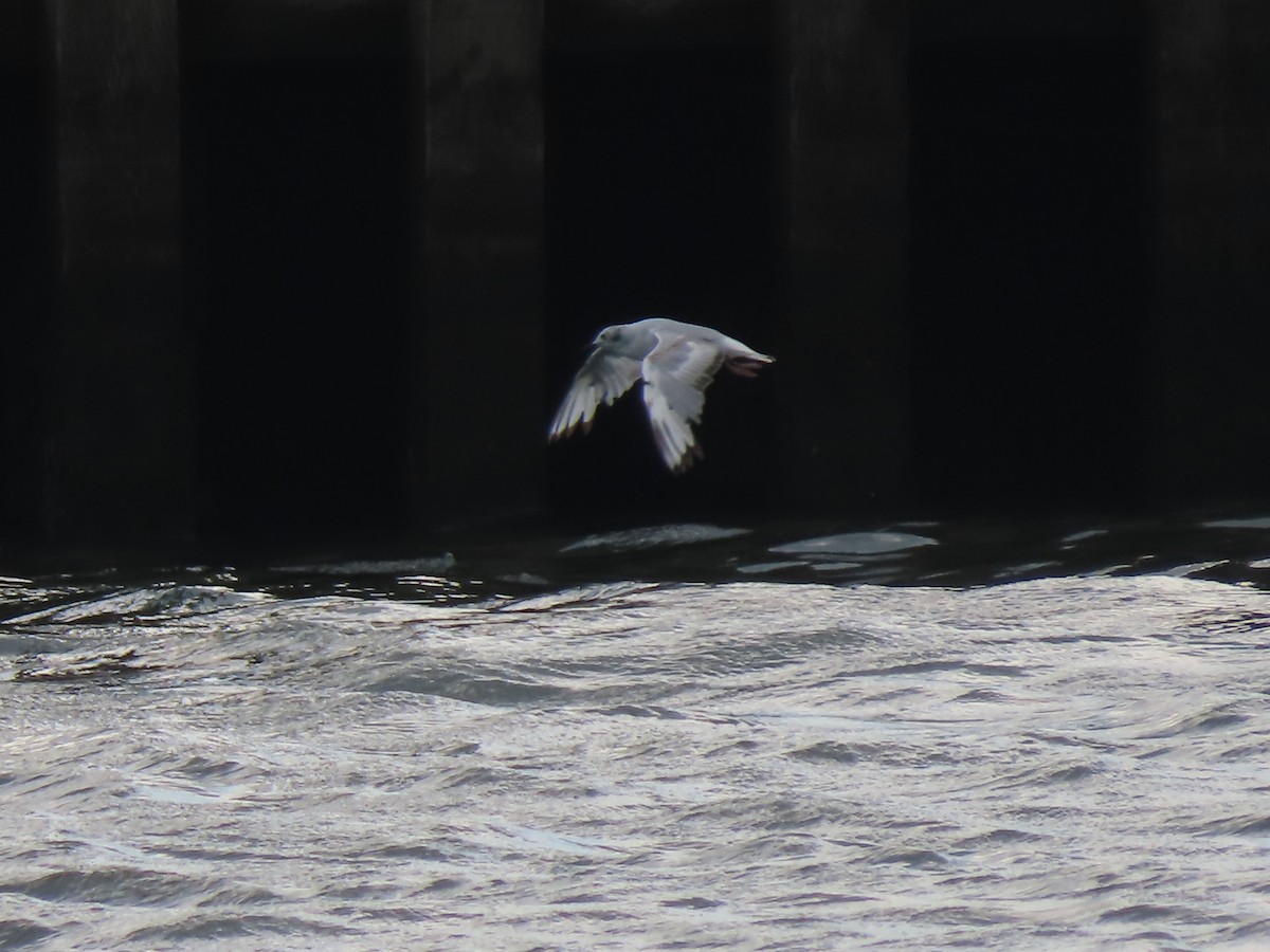 Bonaparte's Gull - ML622179464