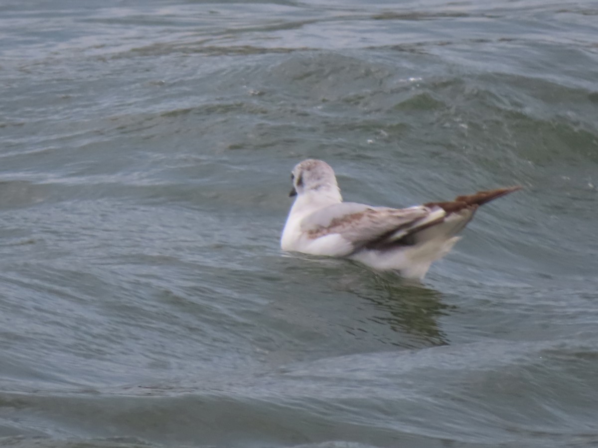 Bonaparte's Gull - ML622179465