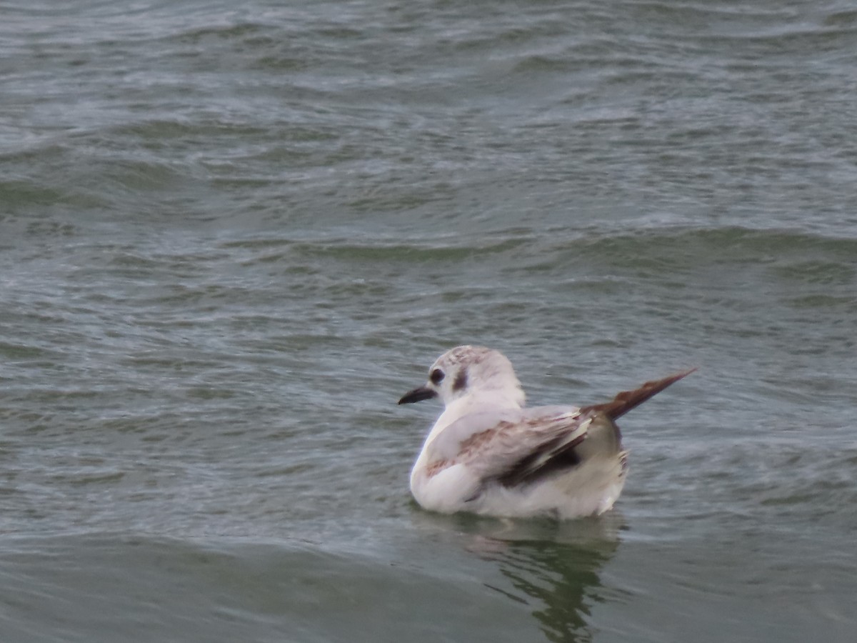 Bonaparte's Gull - ML622179466