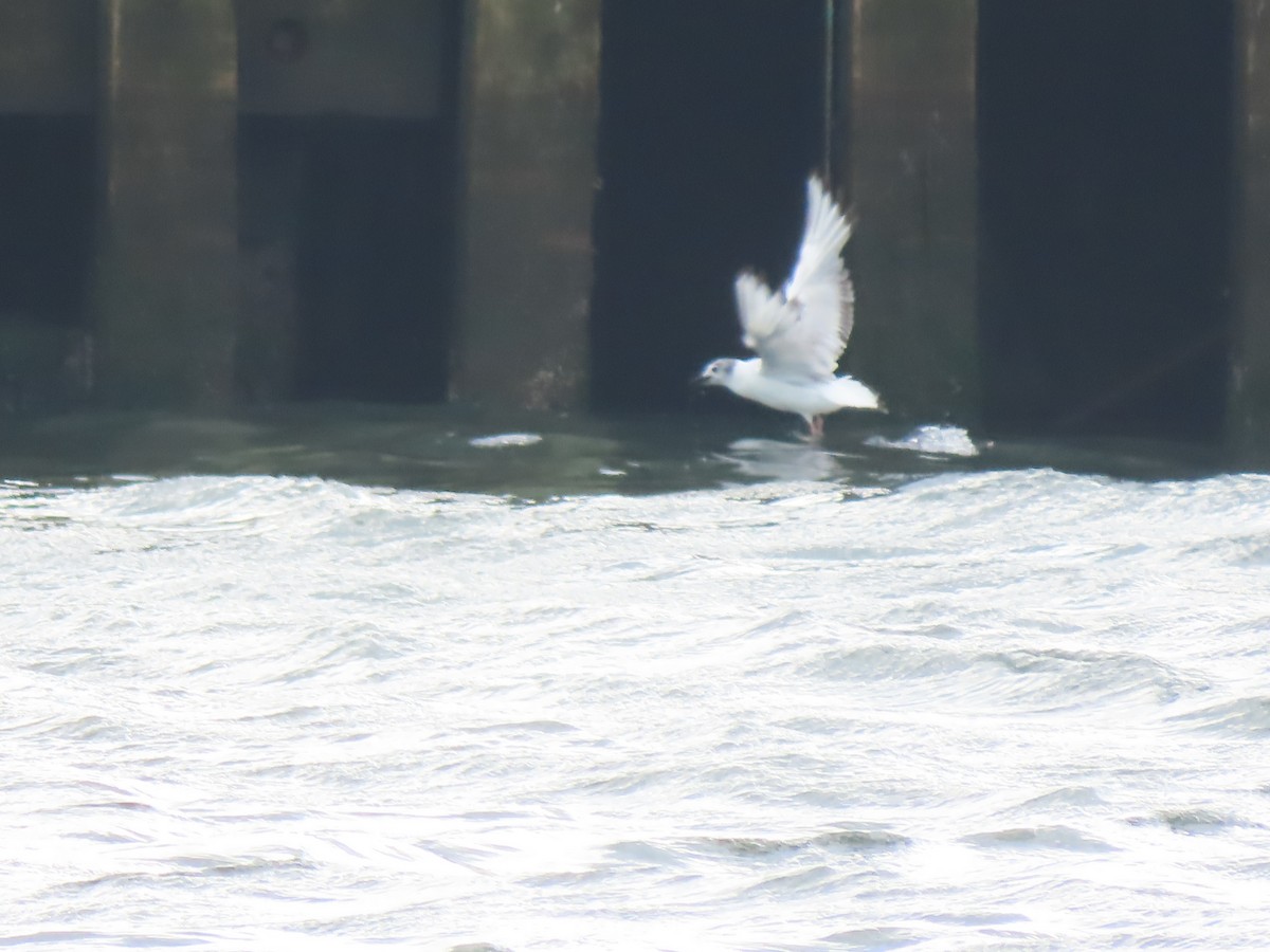 Bonaparte's Gull - ML622179467