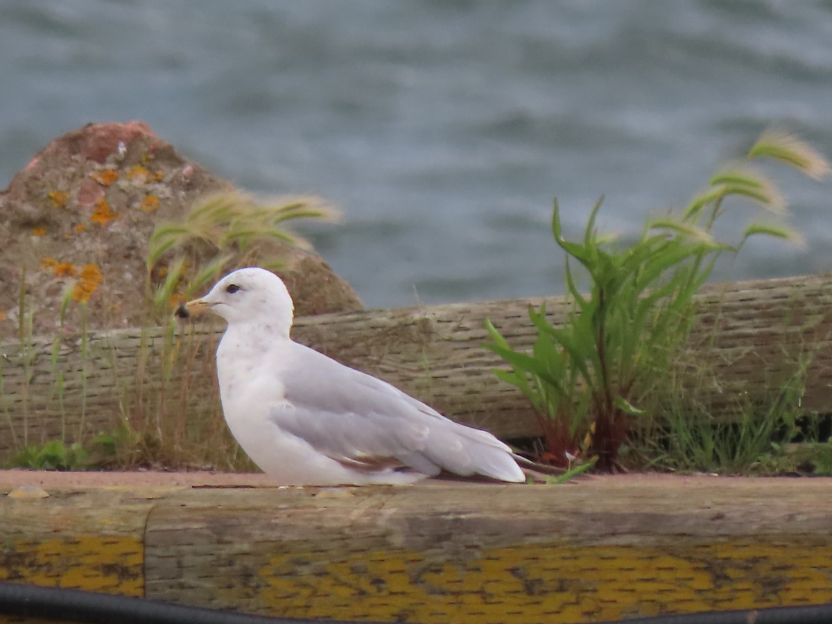 Ring-billed Gull - ML622179475