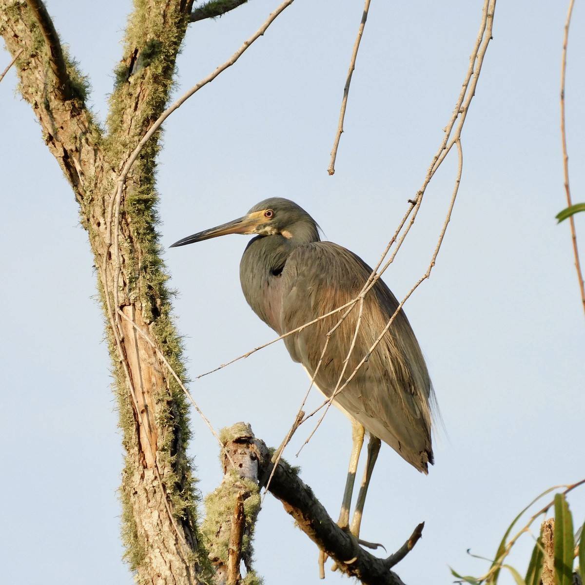 Tricolored Heron - ML622179493