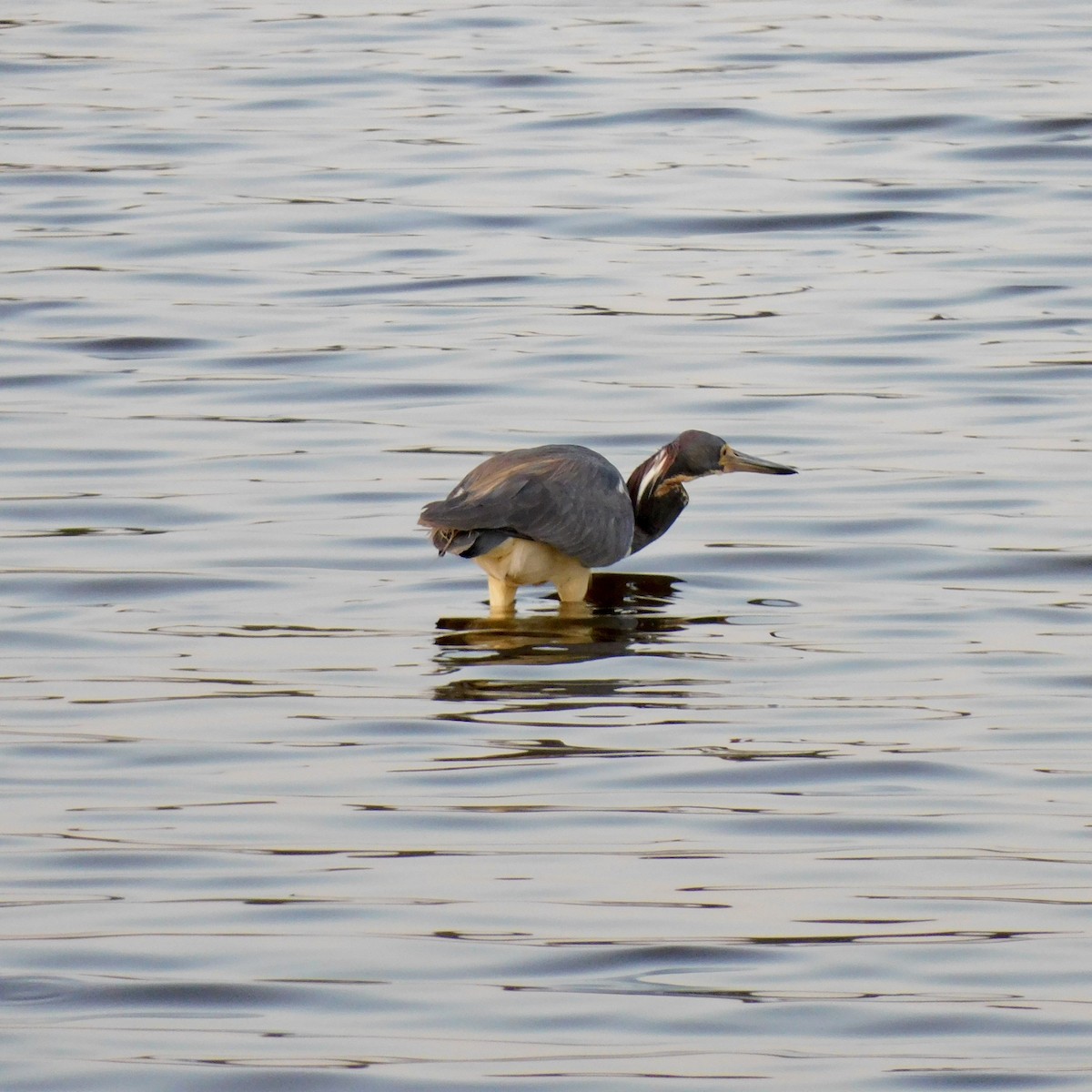 Tricolored Heron - ML622179494