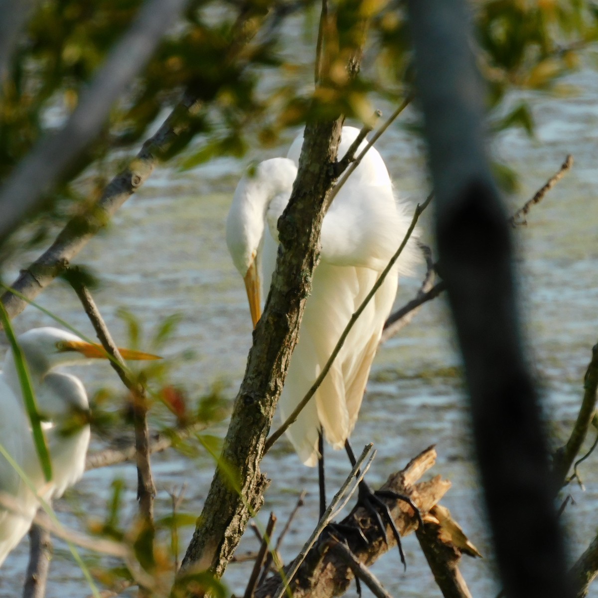 Tricolored Heron - ML622179495