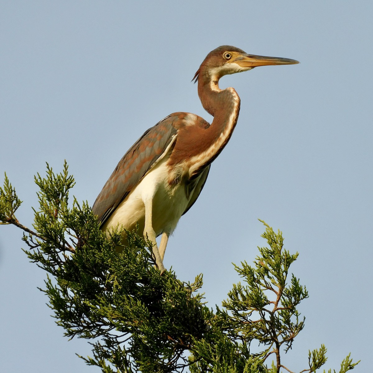 Tricolored Heron - ML622179496