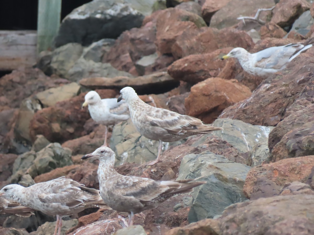 Herring Gull (American) - ML622179497