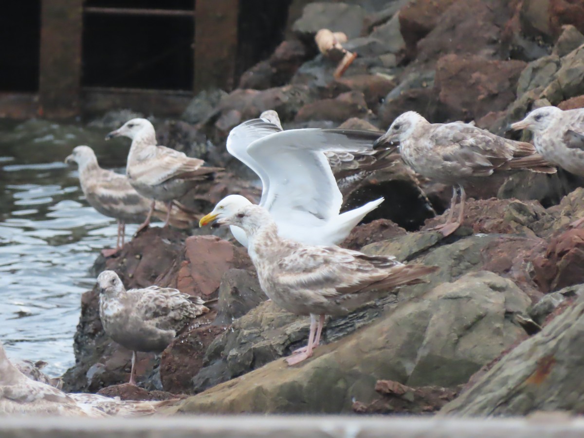 Herring Gull (American) - ML622179498